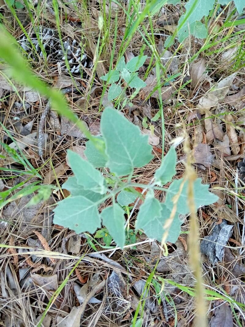 Physalis mollis leaf