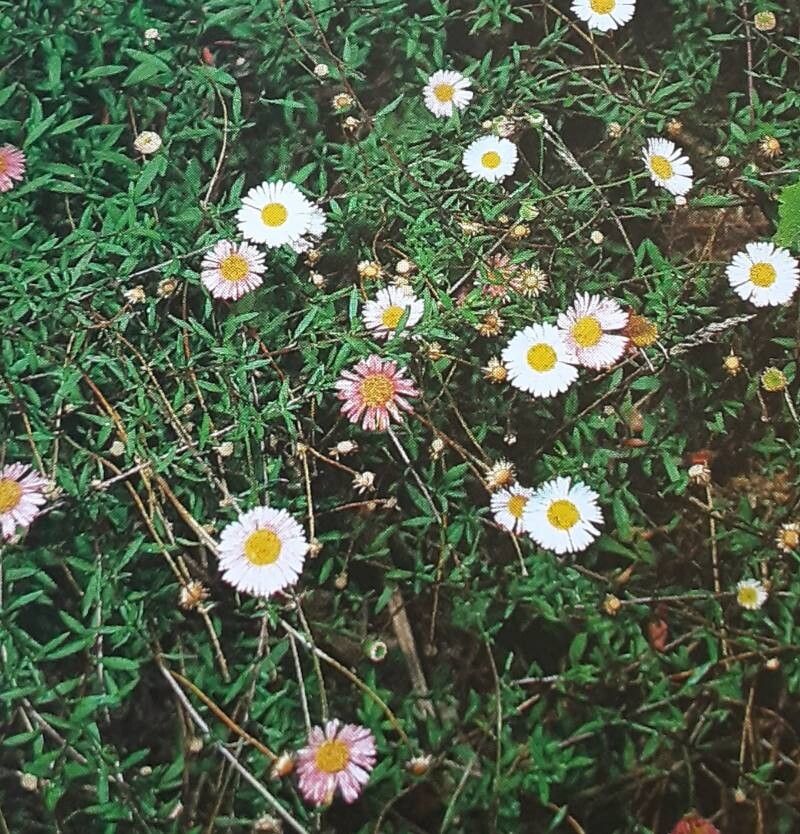 Erigeron calderae — search result for 'Erigeron'