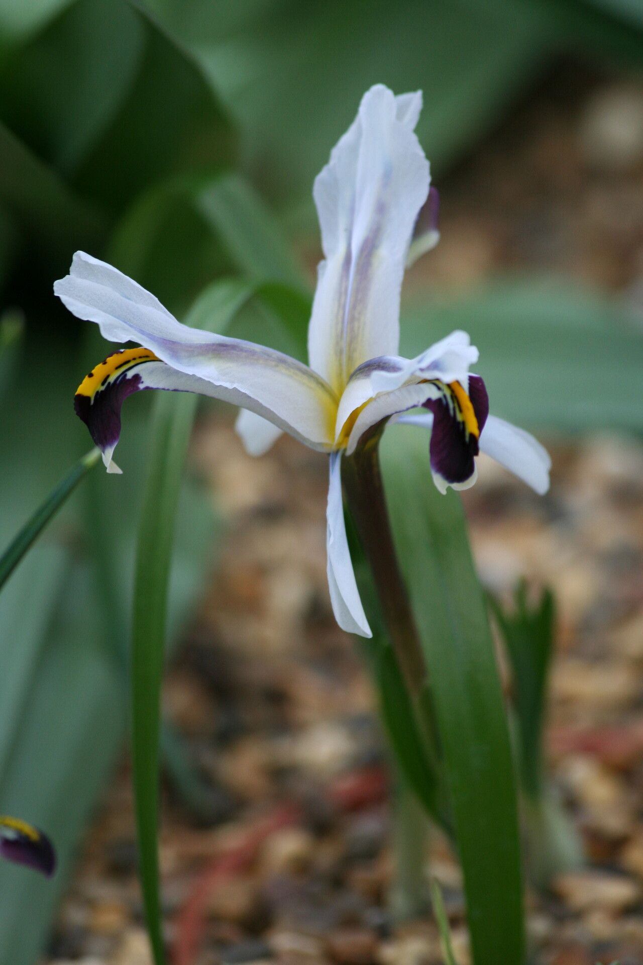 Iris rosenbachiana — houseplant care guide