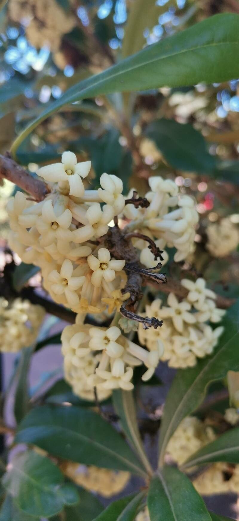 Pittosporum hosmeri flower