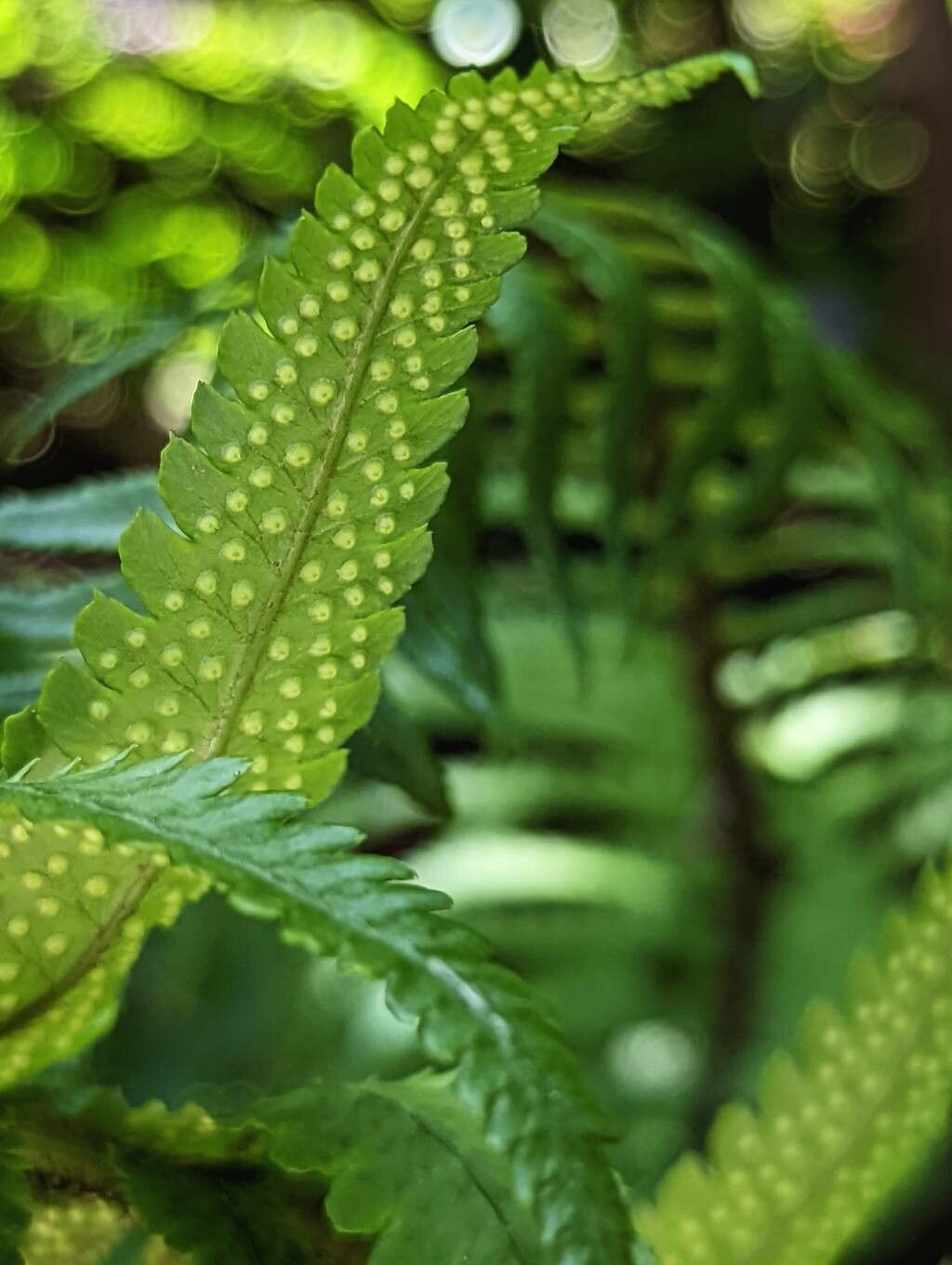 Dryopteris atrata fruit