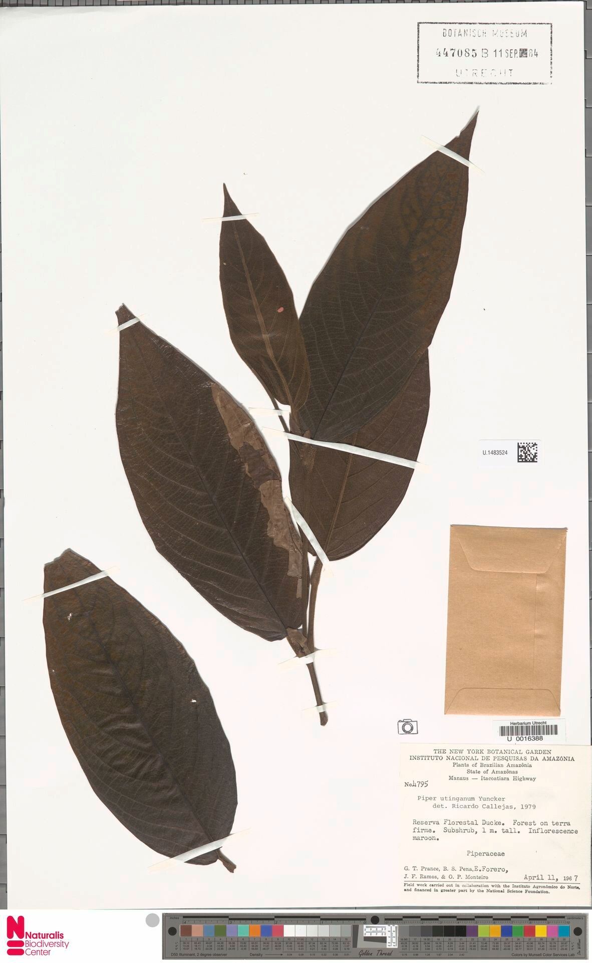 Piper utinganum — houseplant care guide