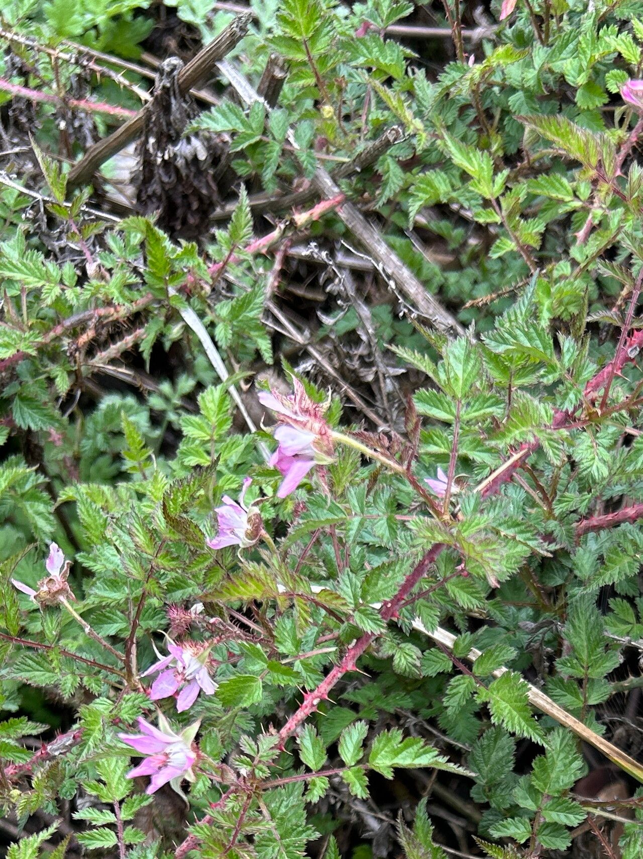 Rubus racemosus leaf