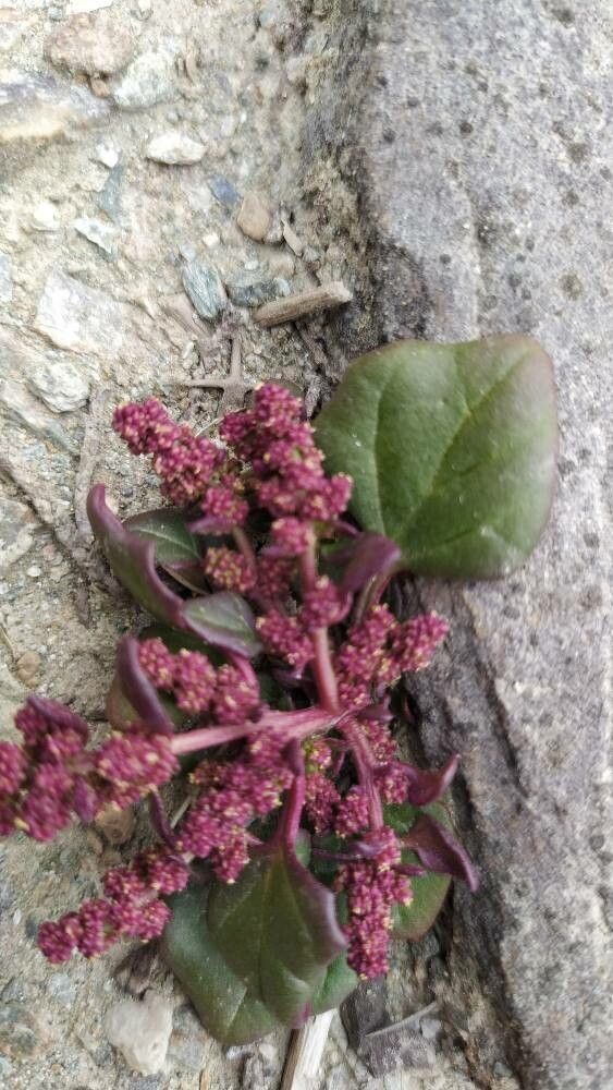 Blitum litwinowii flower