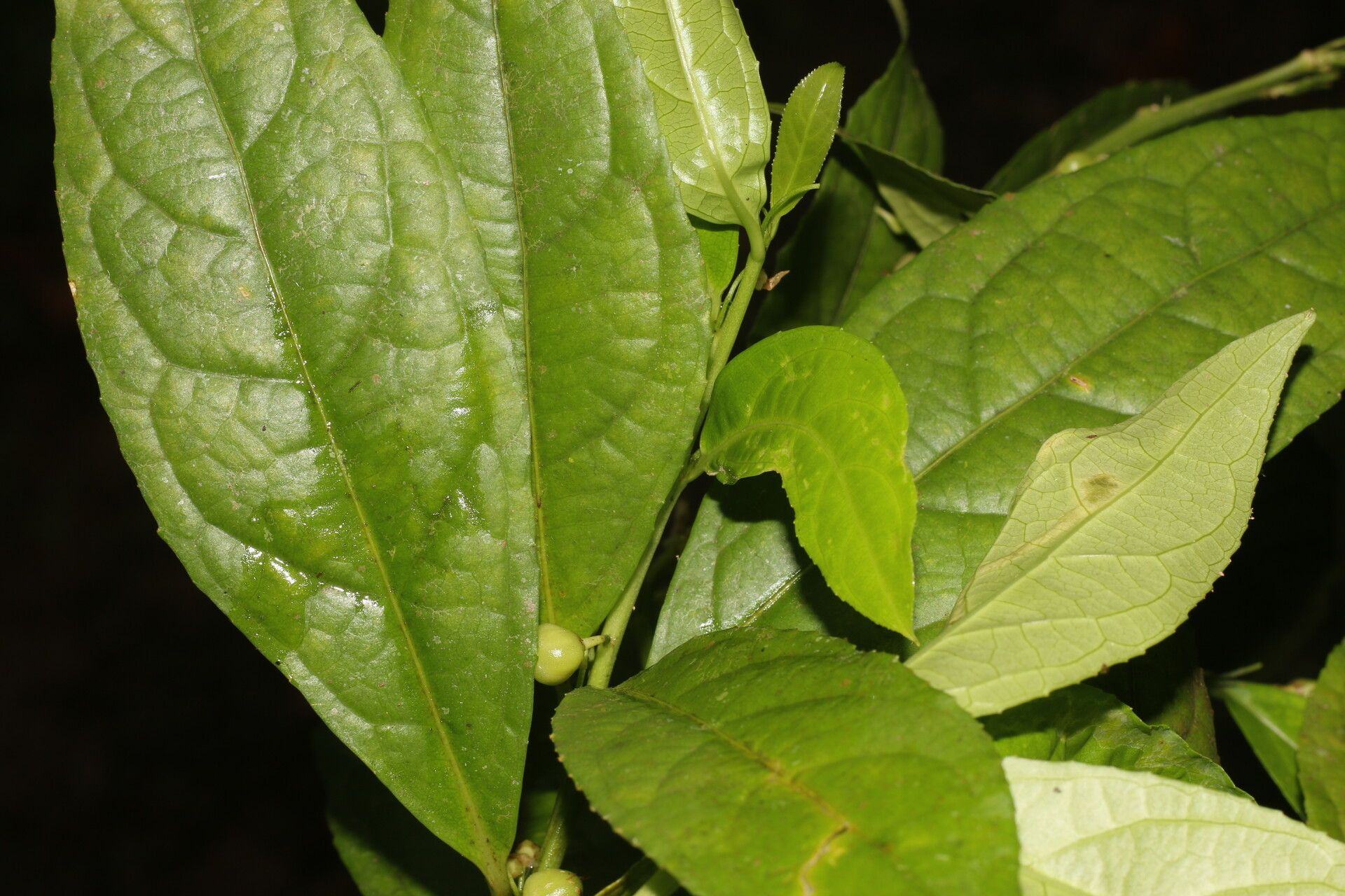 Hybanthus denticulatus leaf