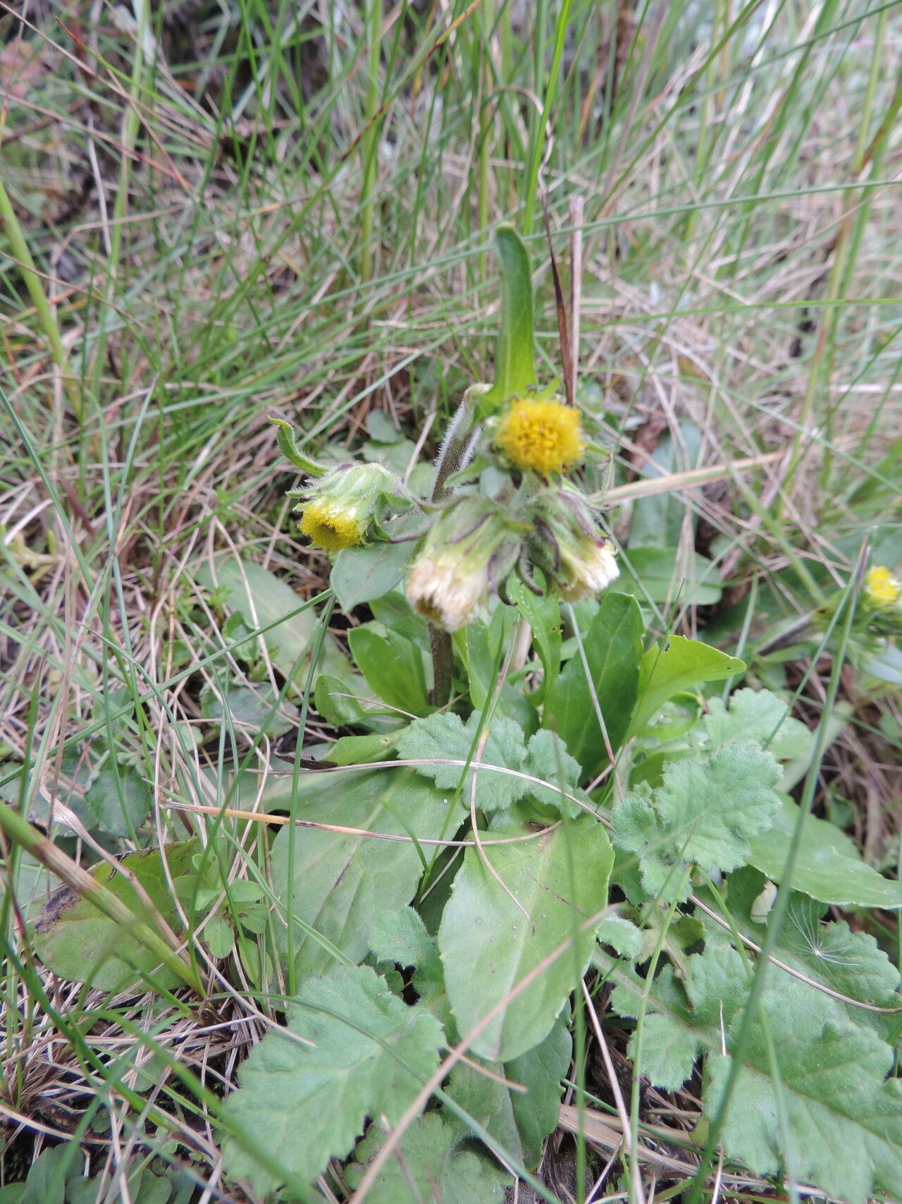 Eschenbachia subscaposa — related species from the same genus