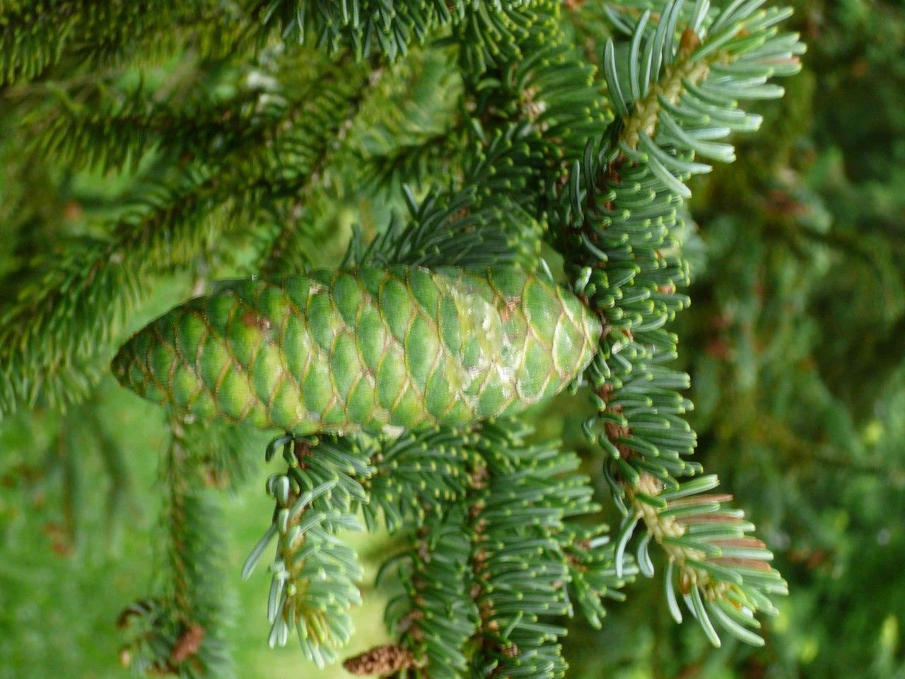 Picea koyamai — search result for 'Picea'