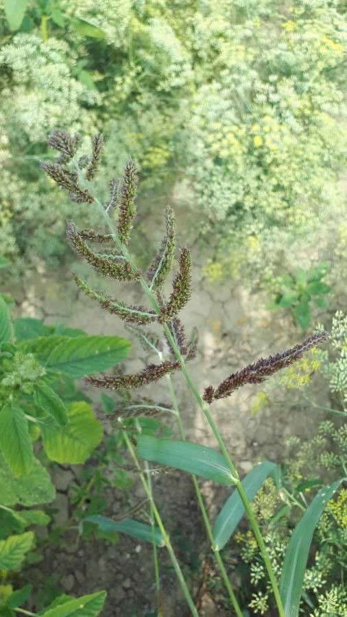 Echinochloa colona flower