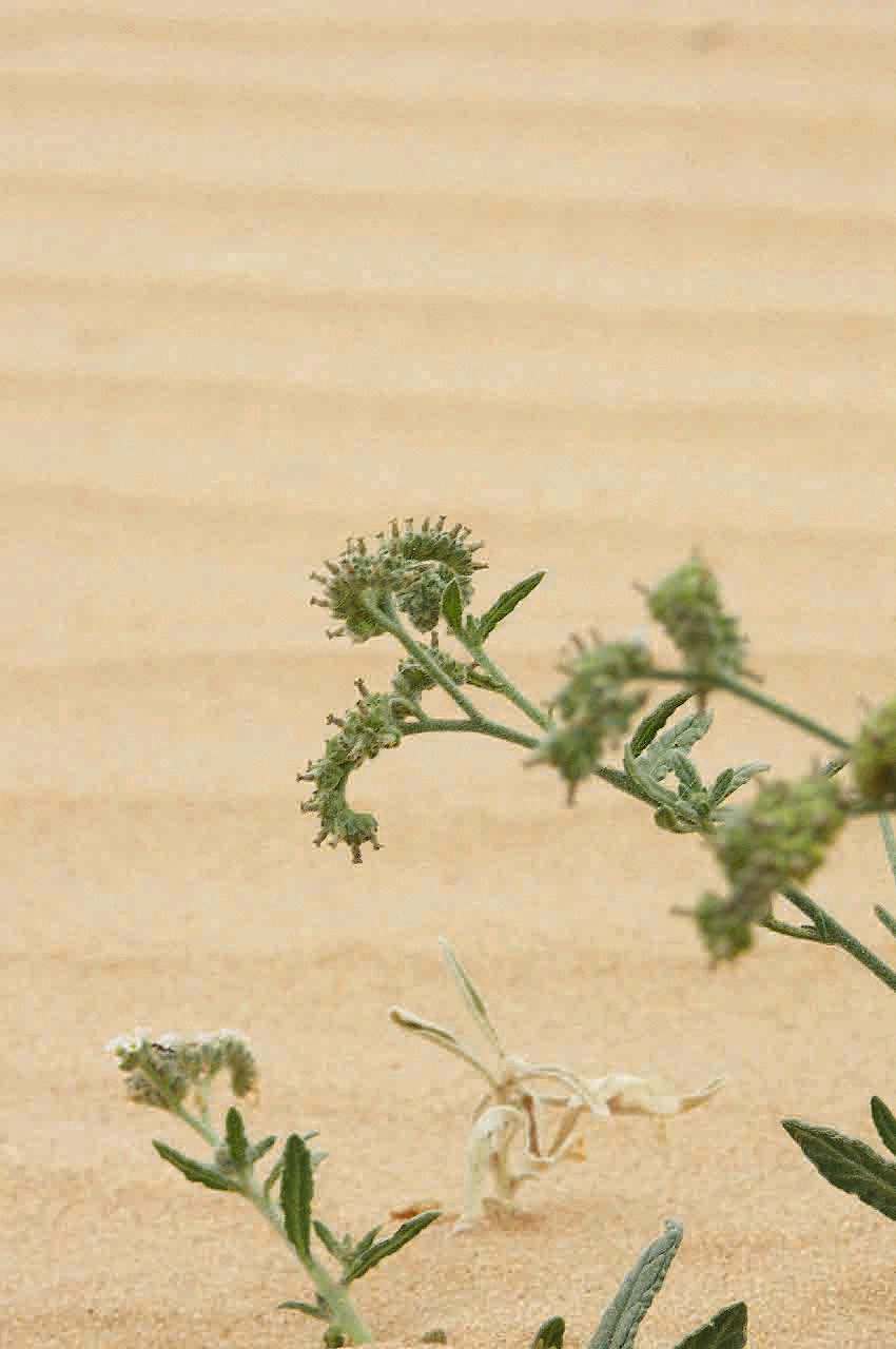 Heliotropium crispum fruit