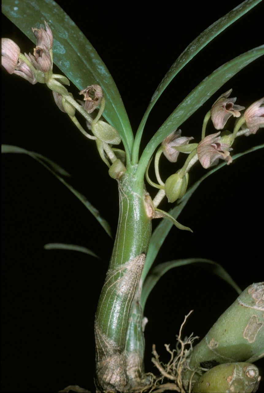 Pinalia clavata flower