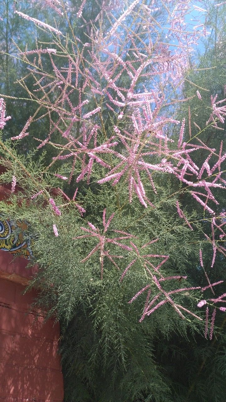 Tamarix ramosissima flower