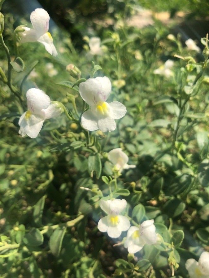 Antirrhinum valentinum flower