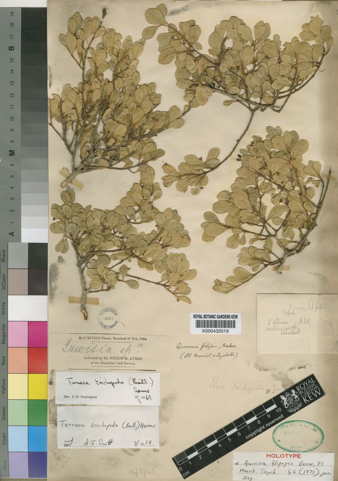 Turraea trichopoda — houseplant care guide