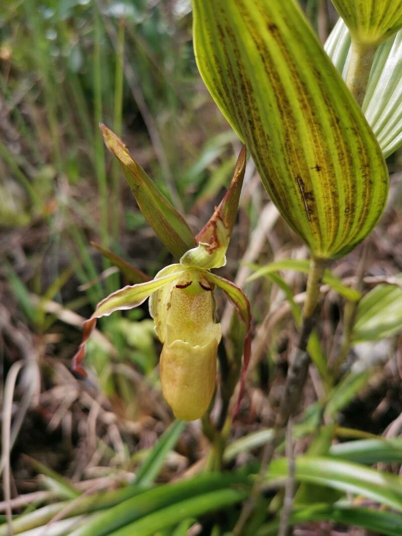 Phragmipedium longifolium flower