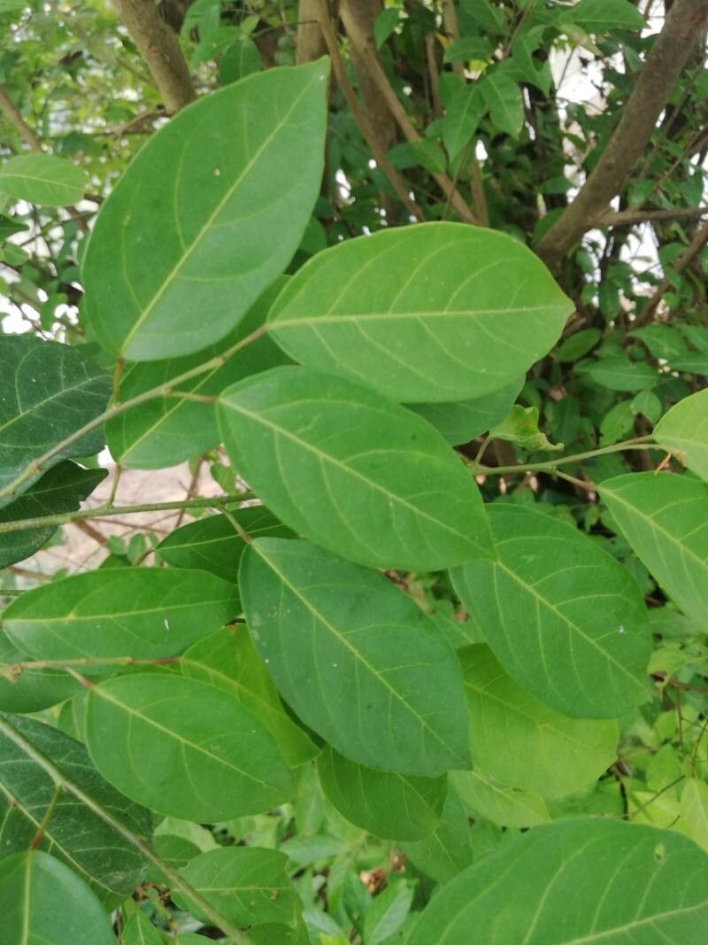 Cleistanthus ripicola — houseplant care guide