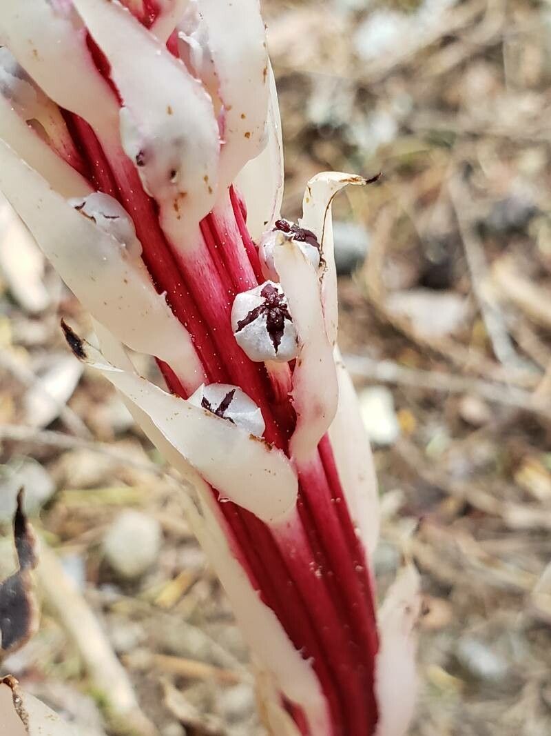 Allotropa virgata flower