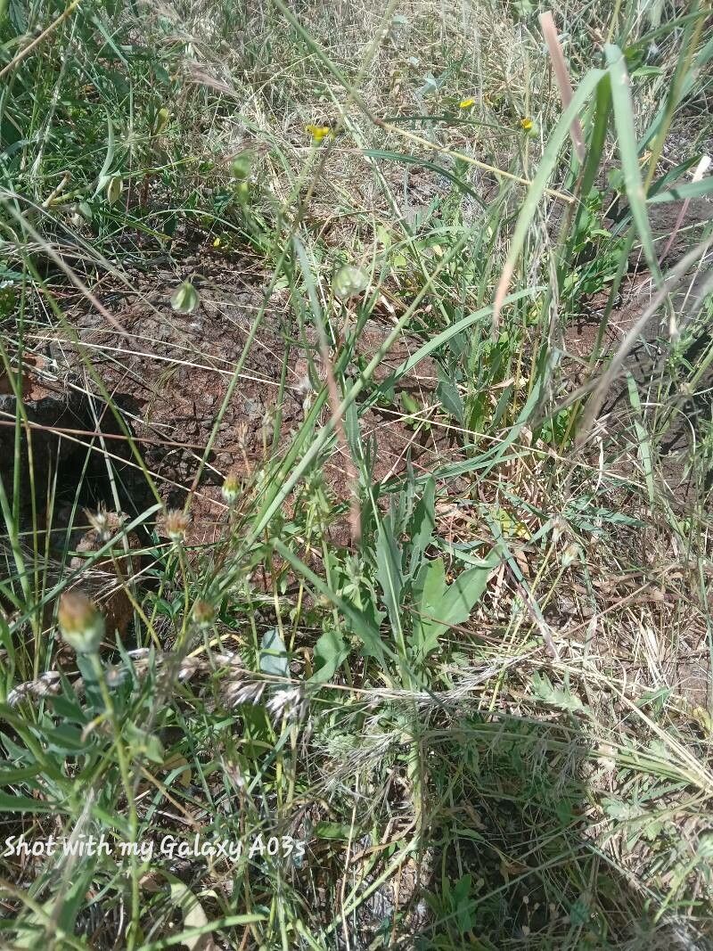 Osteospermum vaillantii — search result for 'Osteospermum'