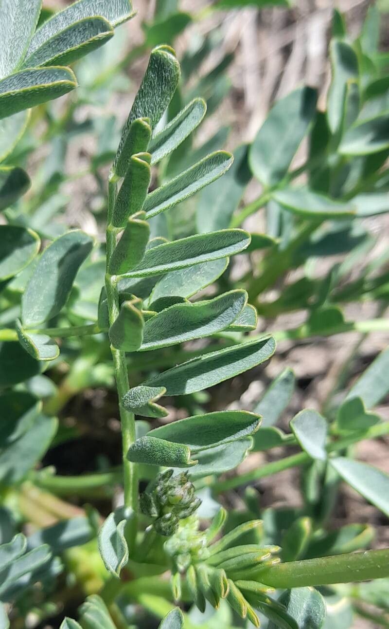 Astragalus cruckshanksii — houseplant care guide