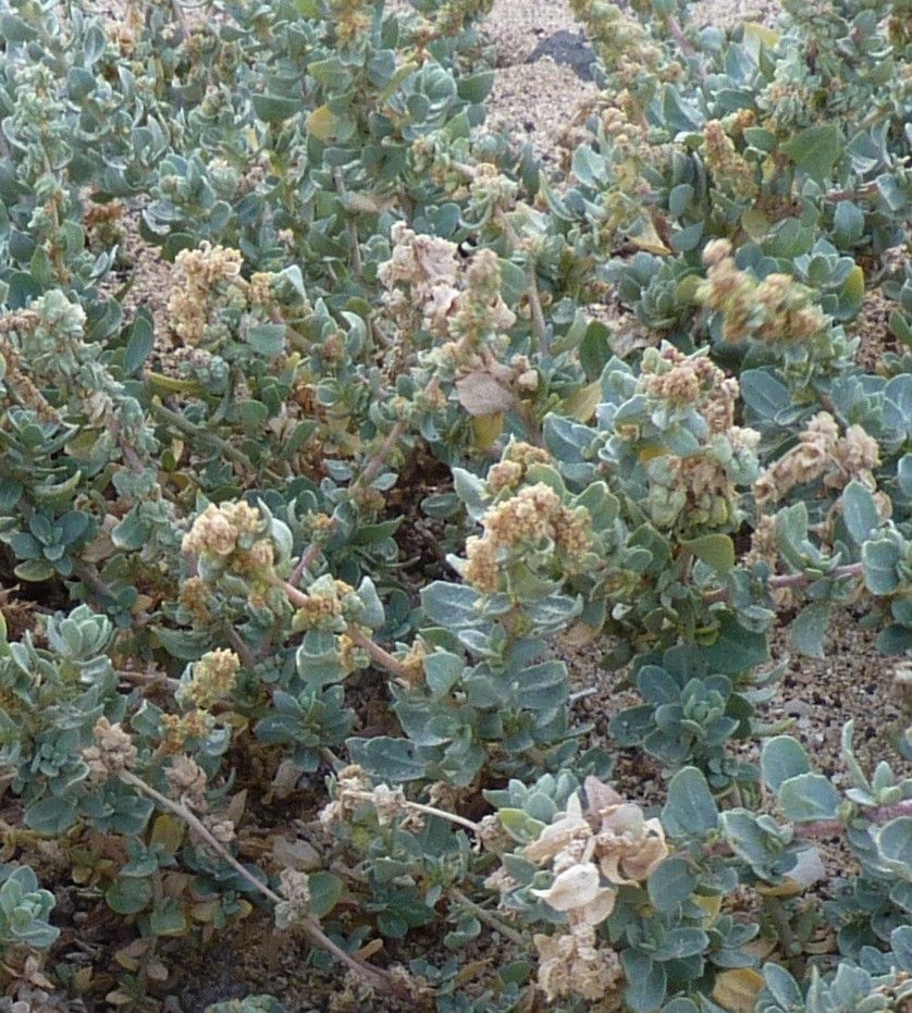 Bassia tomentosa habit