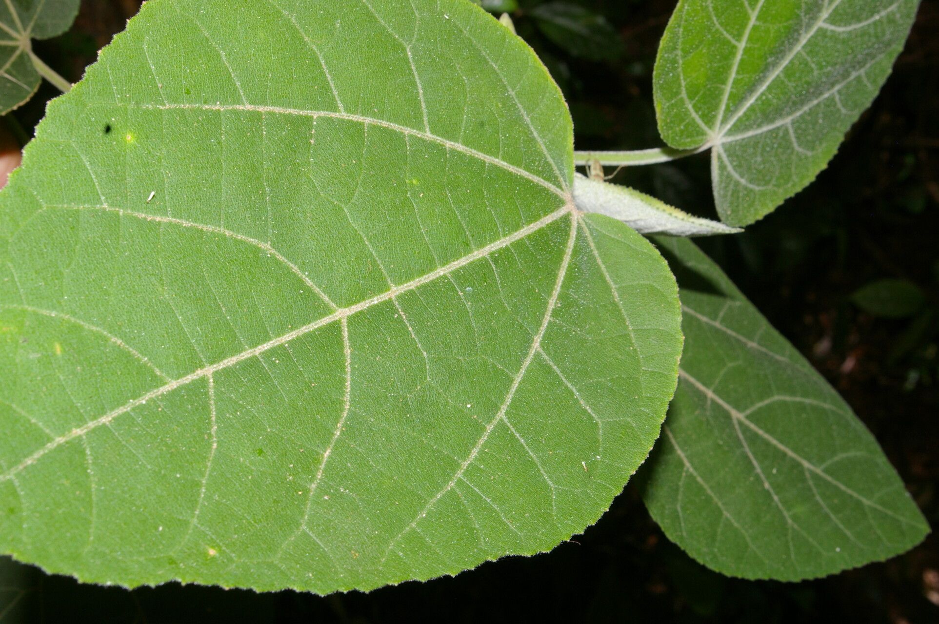 Malvaviscus concinnus — related species from the same genus