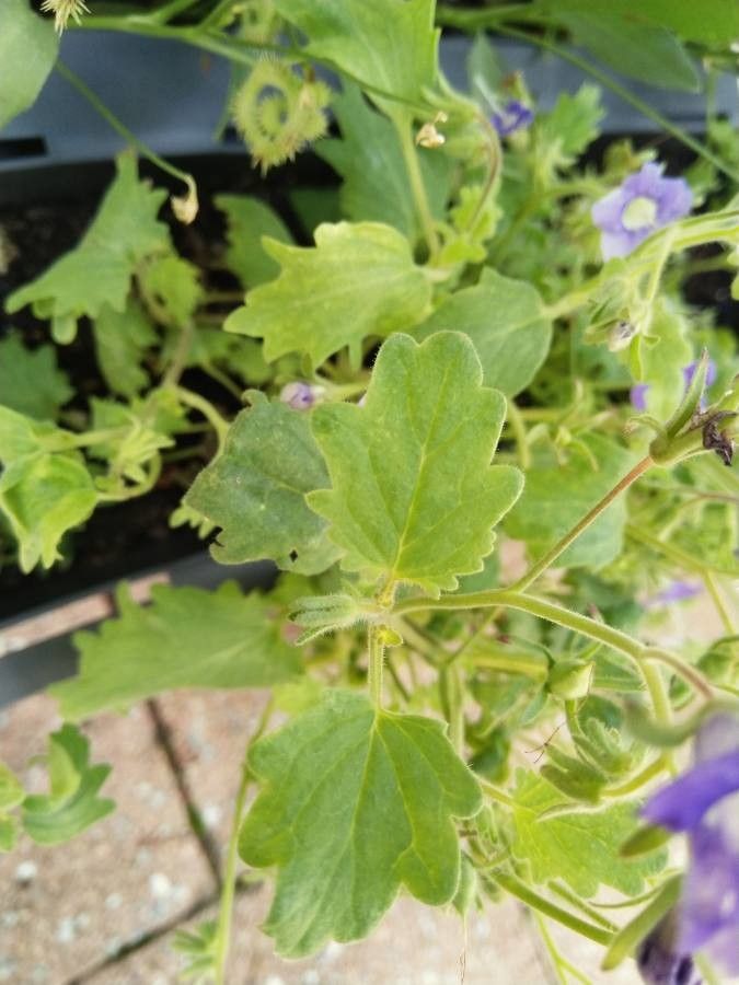 Phacelia grandiflora leaf