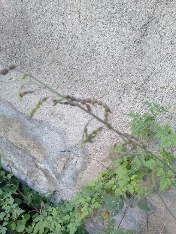 Desmodium tortuosum fruit