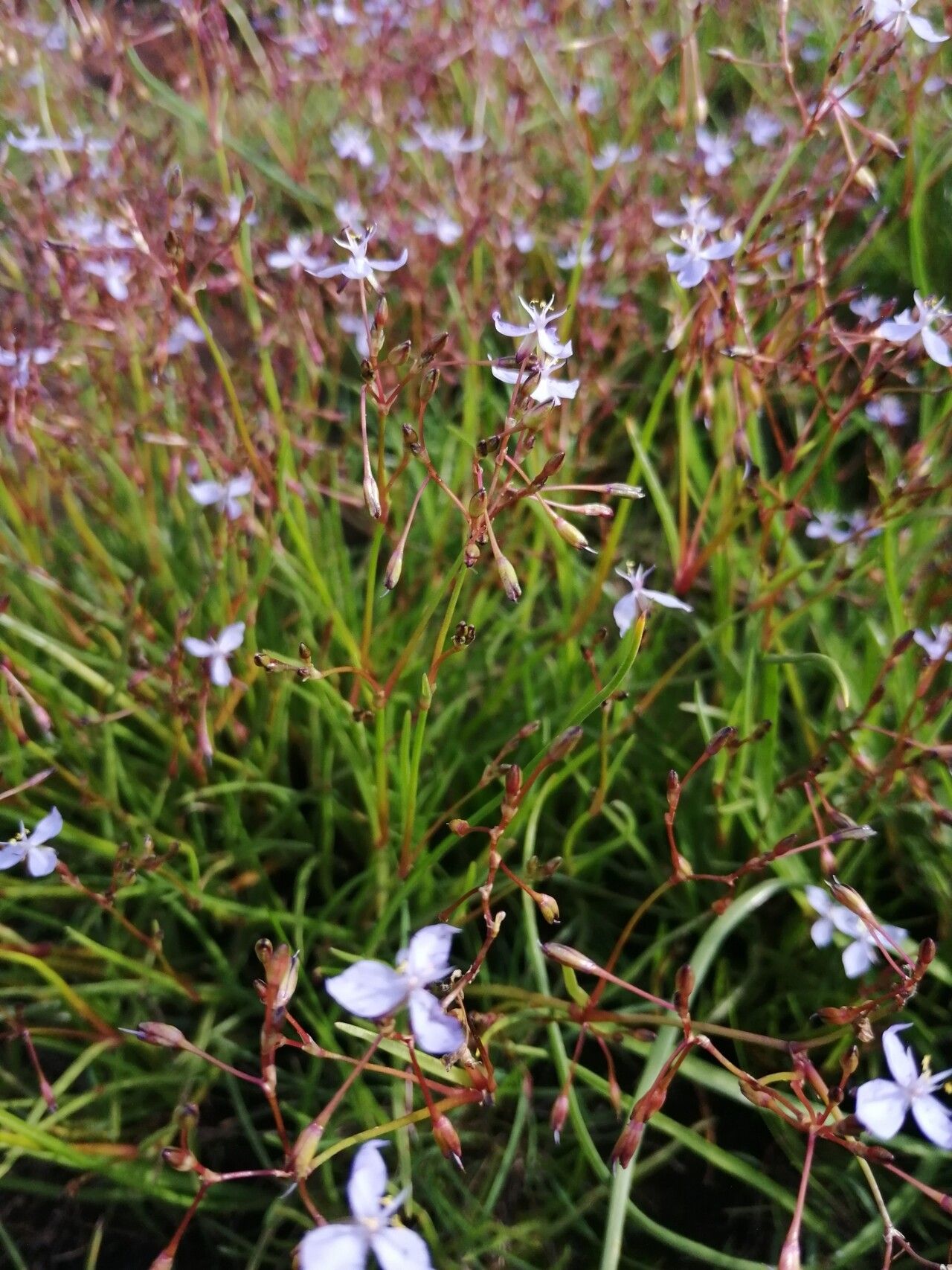 Murdannia clarkeana — related species from the same genus
