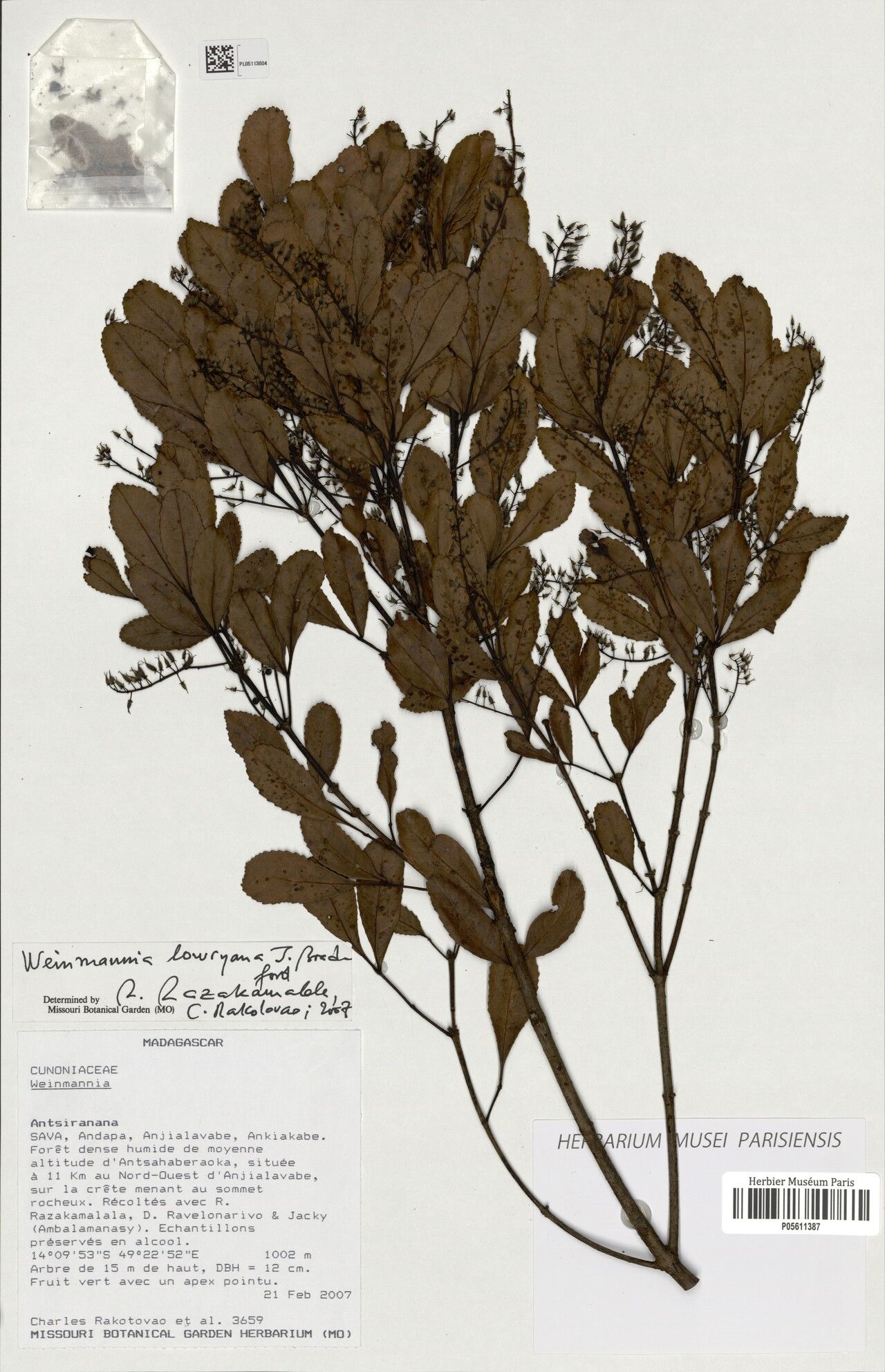 Pterophylla lowryana — houseplant care guide