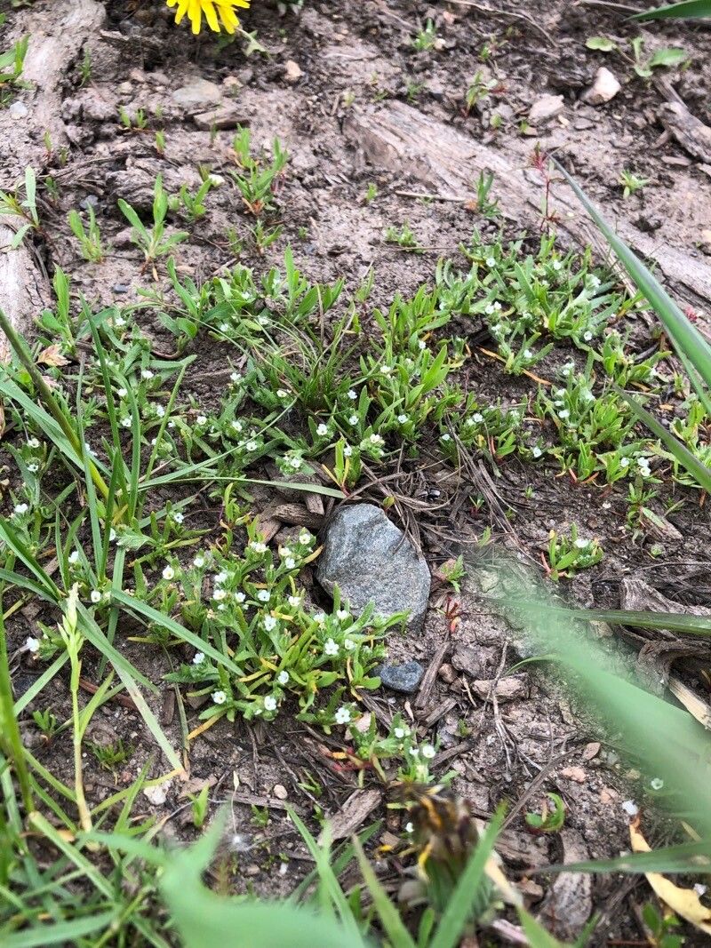 Plagiobothrys acanthocarpus — related species from the same genus