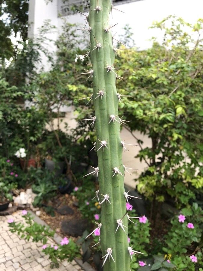 Harrisia bonplandii bark