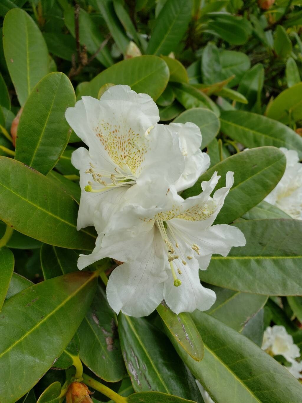 Rhododendron caucasicum flower