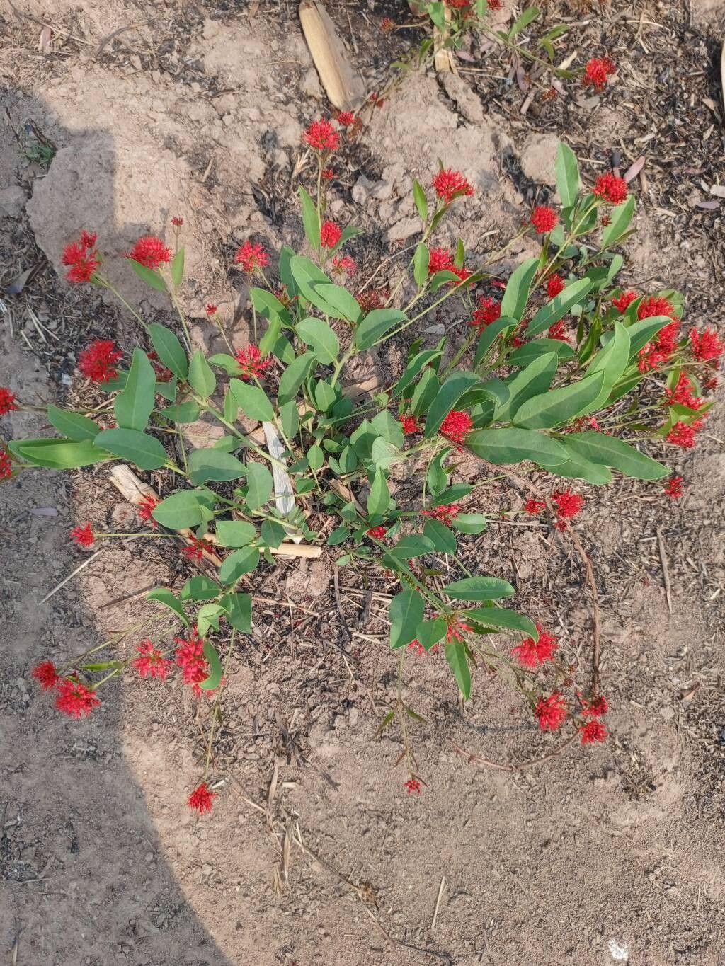 Combretum oatesii — houseplant care guide