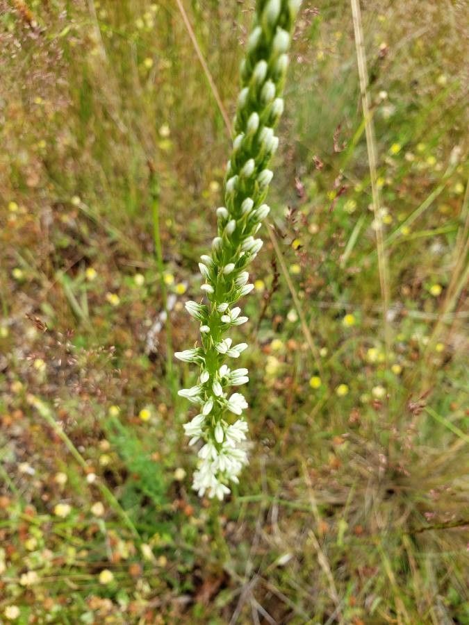 Platanthera elegans flower
