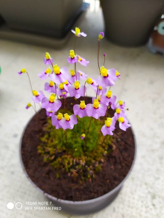 Utricularia bisquamata — search result for 'Angola'