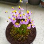 Utricularia bisquamata
