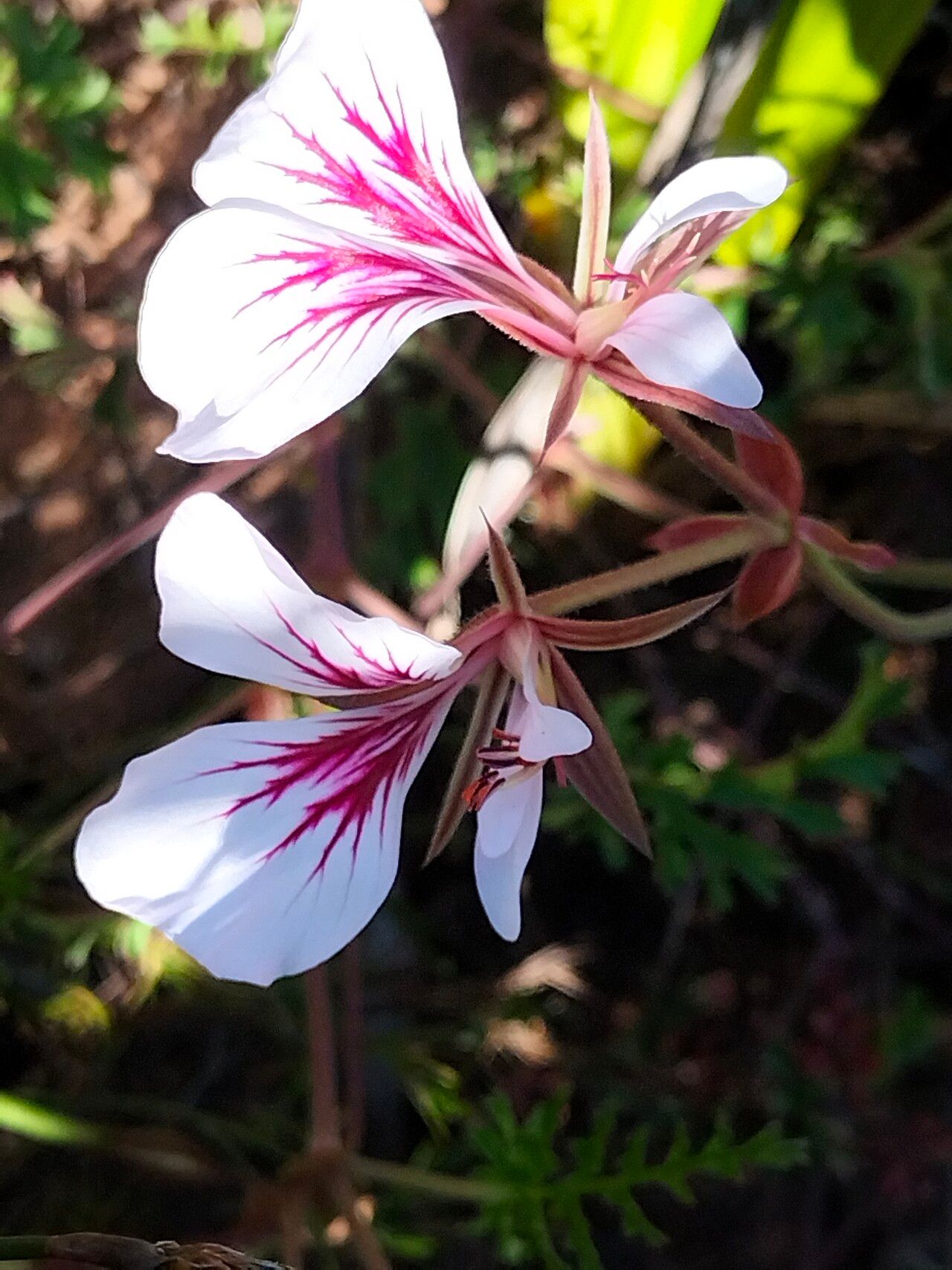 Pelargonium longicaule — houseplant care guide