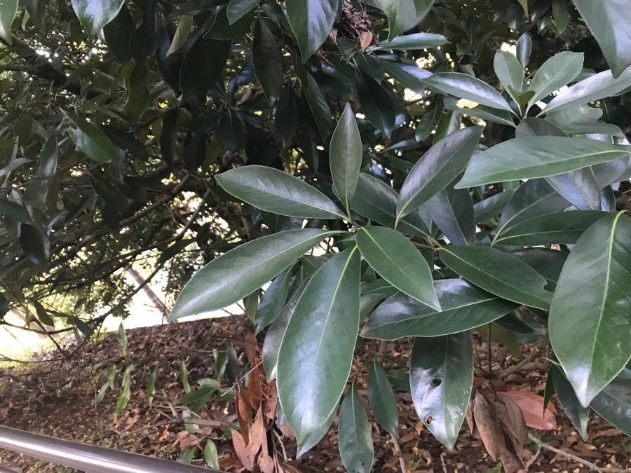 Machilus thunbergii leaf