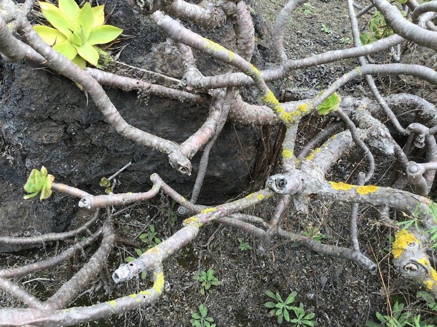 Aeonium manriqueorum bark