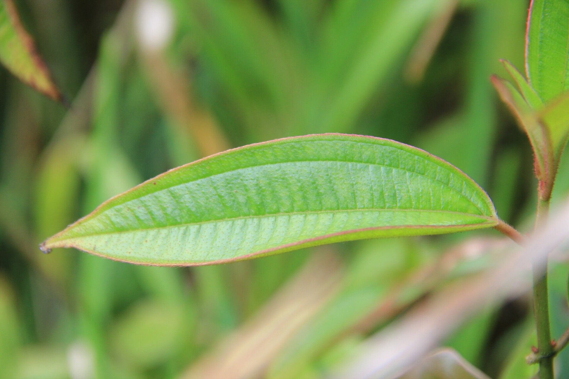 Miconia leamarginata other