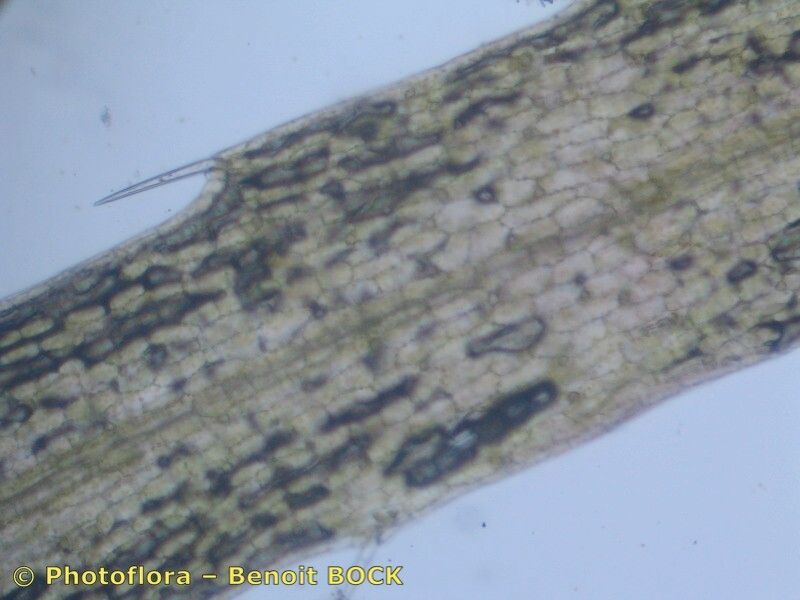 Utricularia stygia other