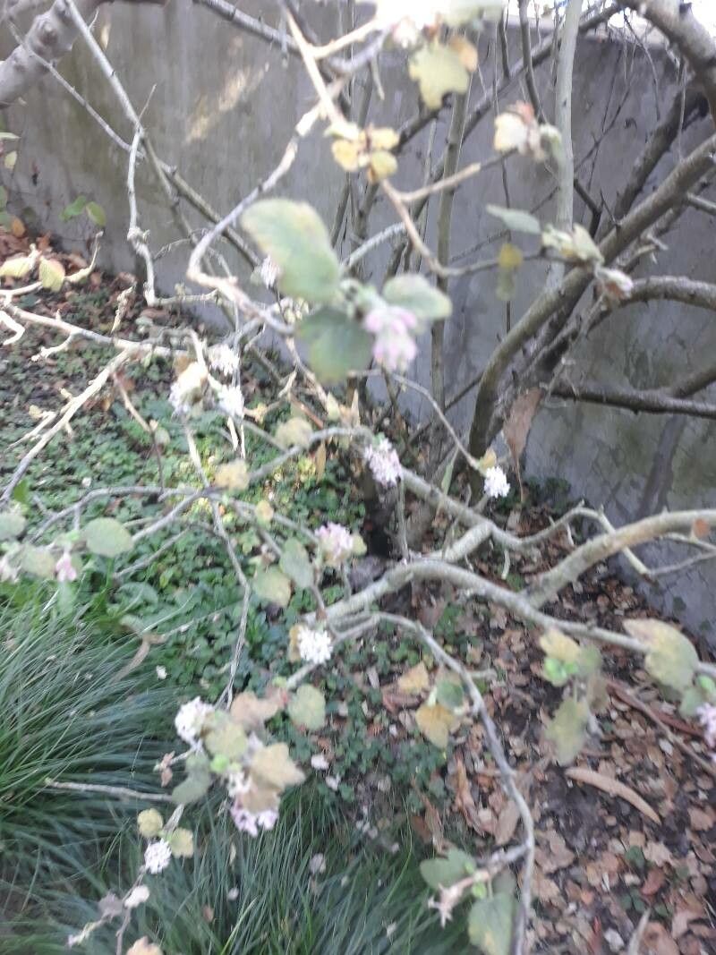 Ribes malvaceum flower