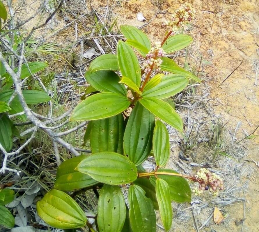 Miconia ciliata — search result for 'Melastomataceae'