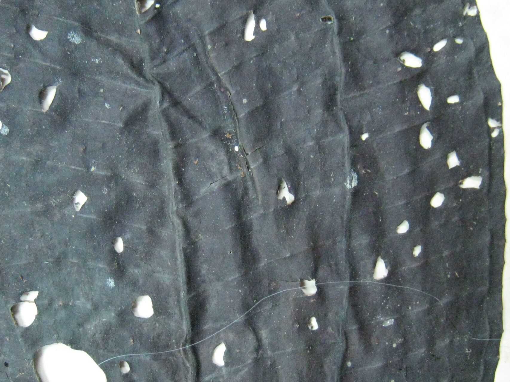 Miconia egensis — houseplant care guide