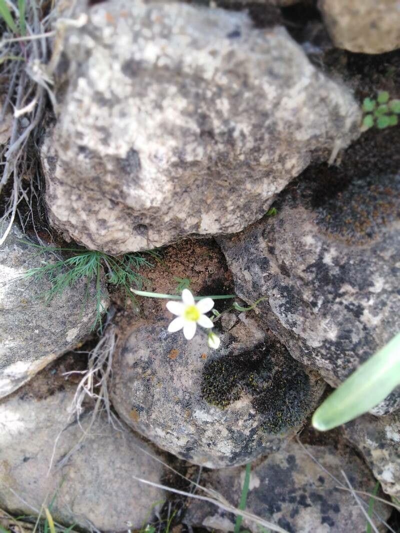 Ornithogalum fimbriatum — search result for 'Ornithogalum'