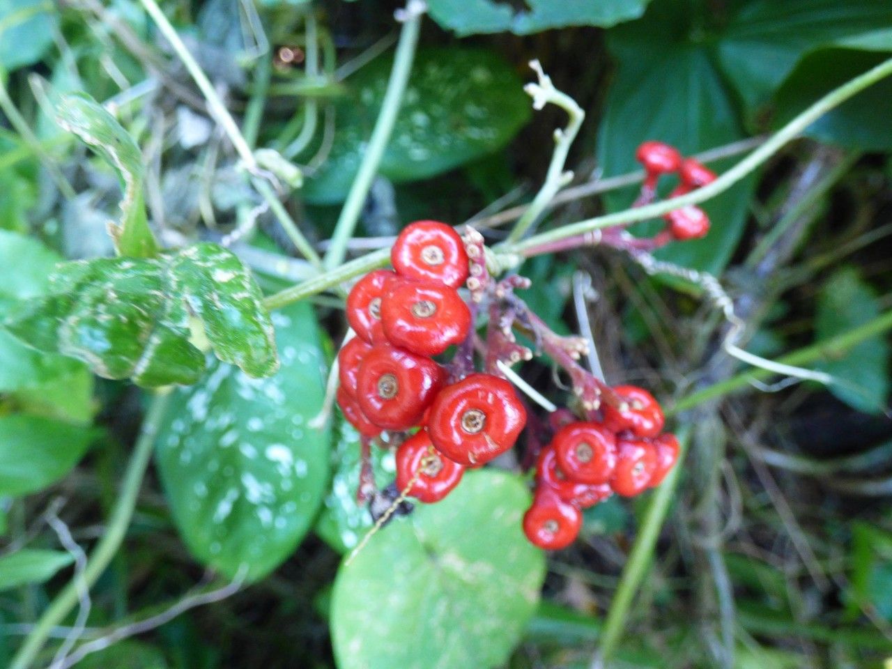 Clerodendrum speciosissimum fruit