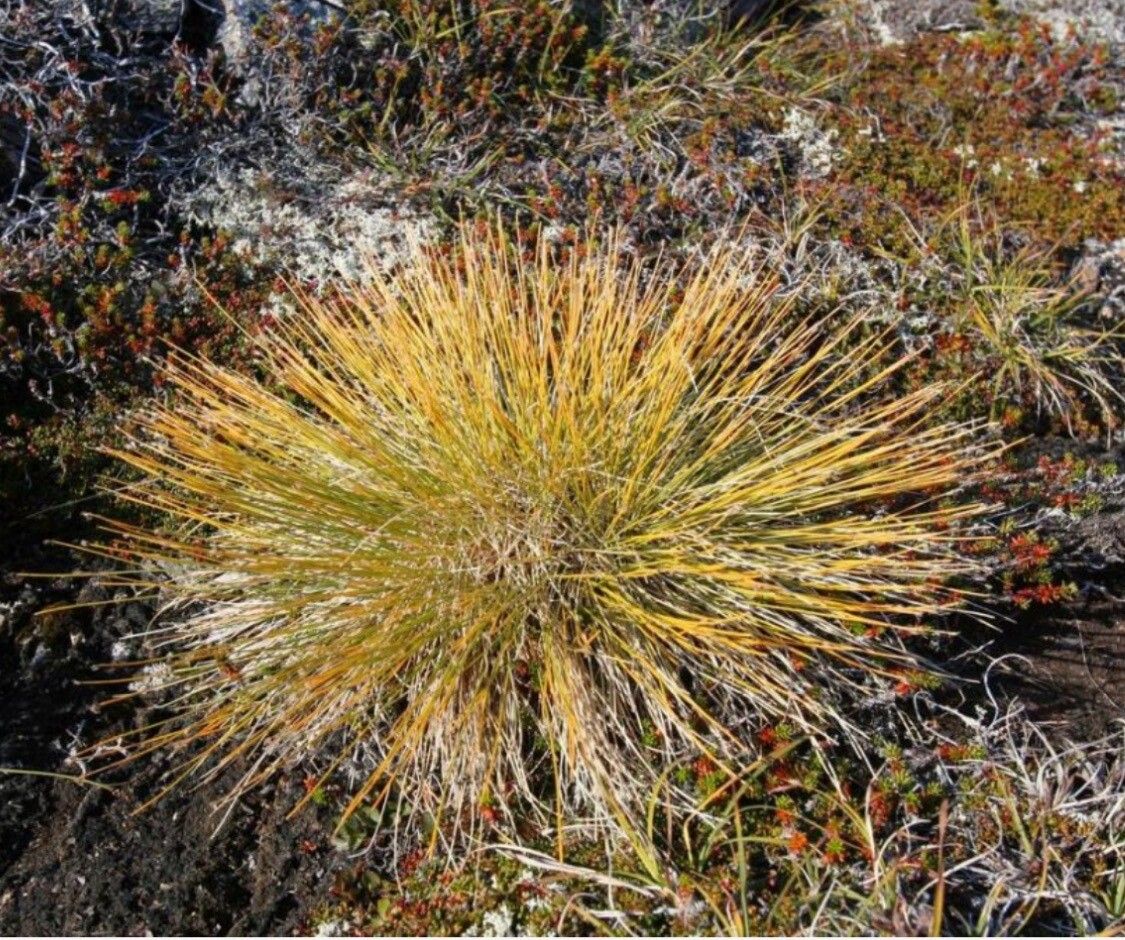 Carex glareosa — houseplant care guide