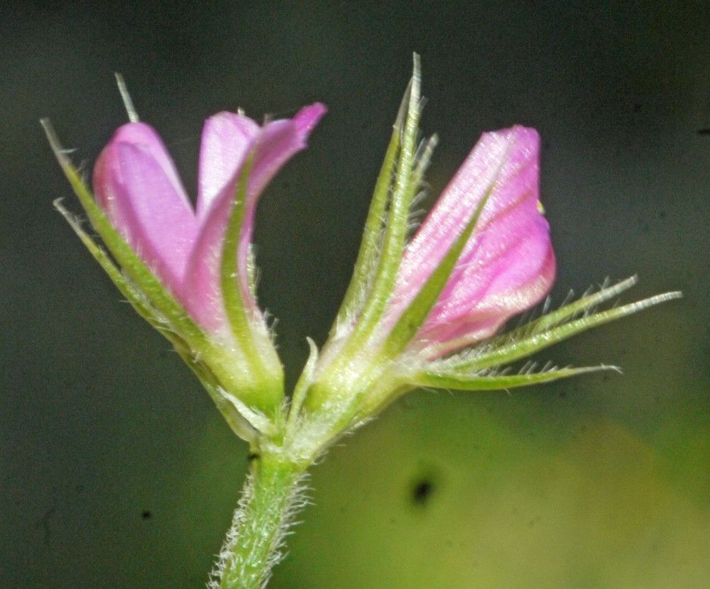 Onobrychis crista-galli — search result for 'Onobrychis'