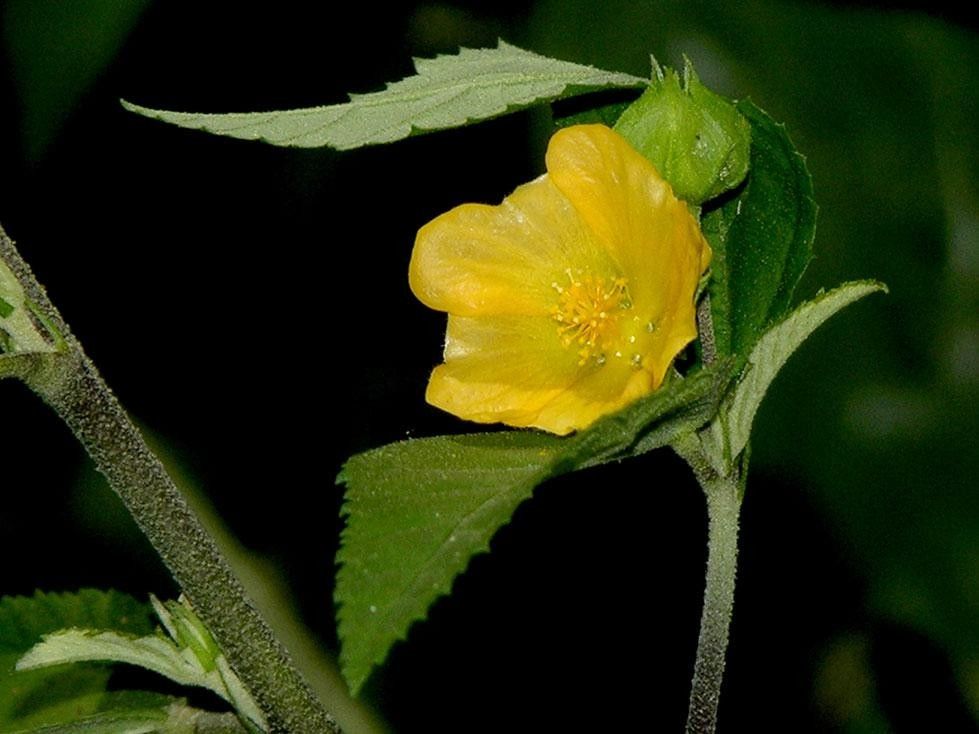 Sida setosa — houseplant care guide