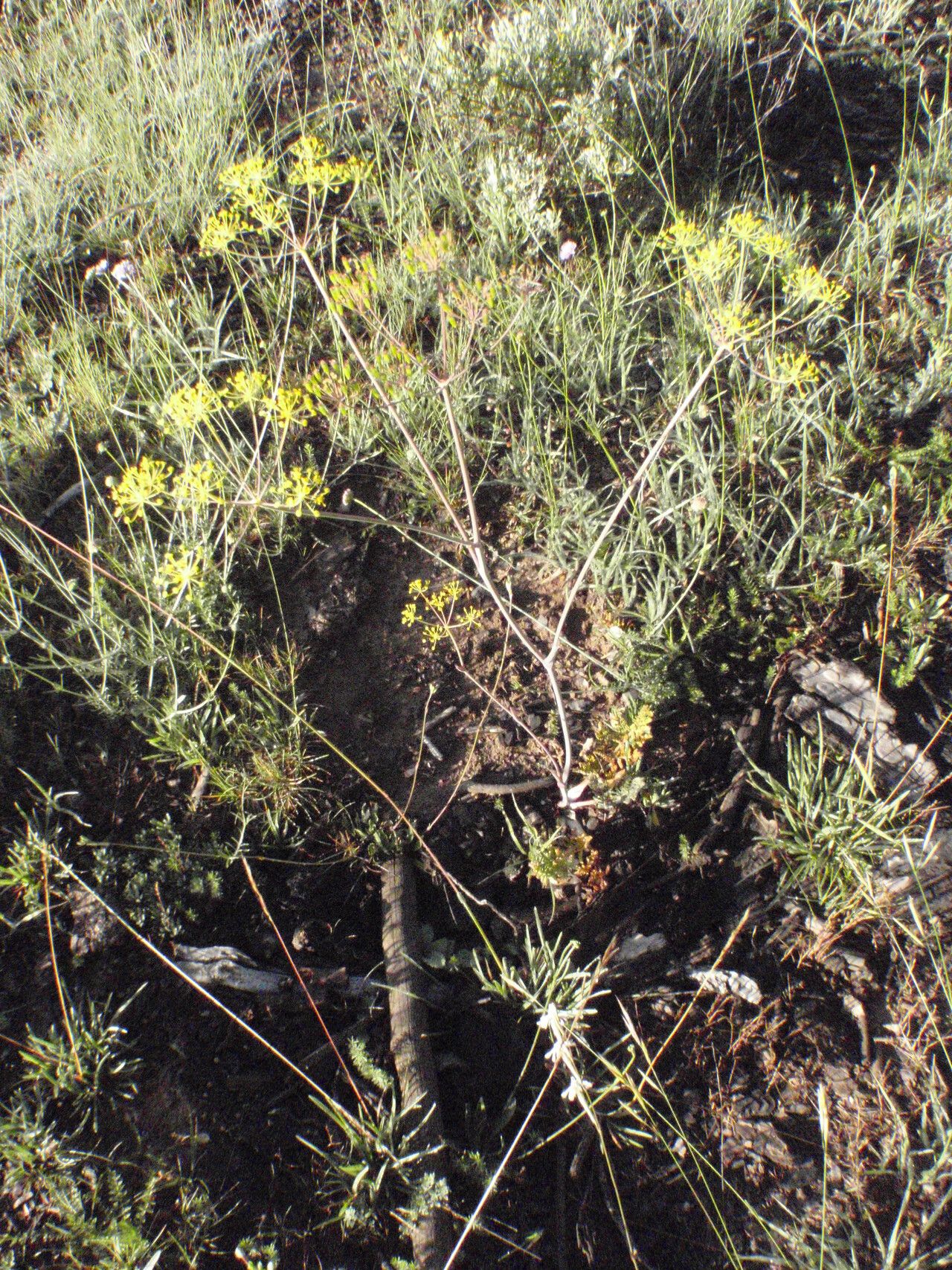Thapsia minor habit