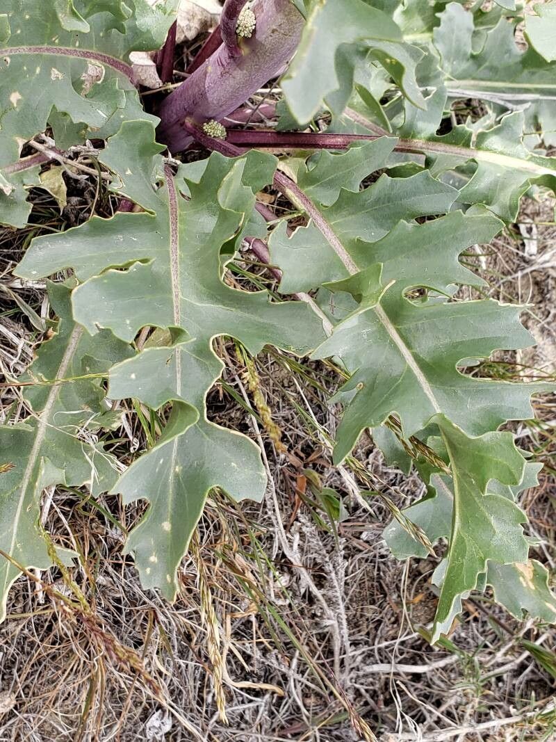 Thelypodium laciniatum — related species from the same genus